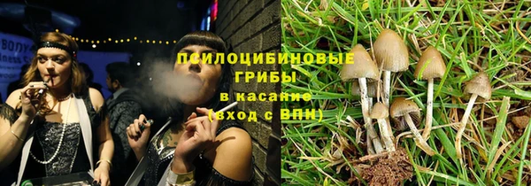 сатива Аркадак